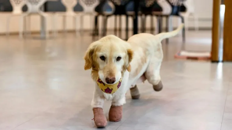 Kada vidite &scaron;to su radili ovoj kujici, sledit će vam se krv u žilama