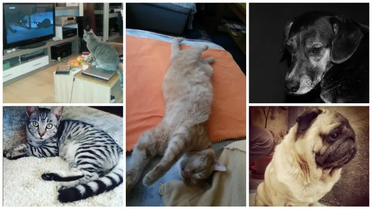 Upoznajte princa iz Remetinca, tigra iz Križevaca i ostalu veselu ekipu