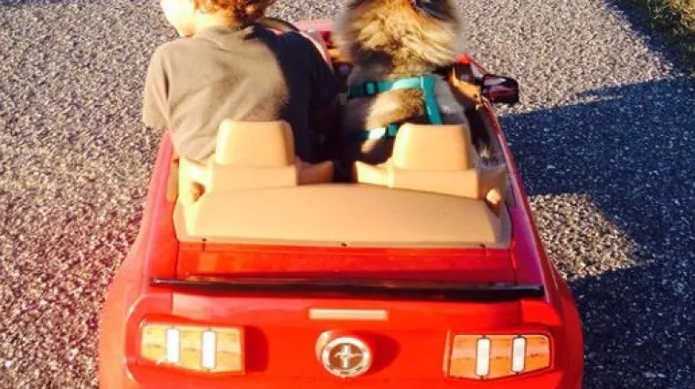 Psi nas uče kako biti dobri prijatelji i blagi gospodari, od malih nogu