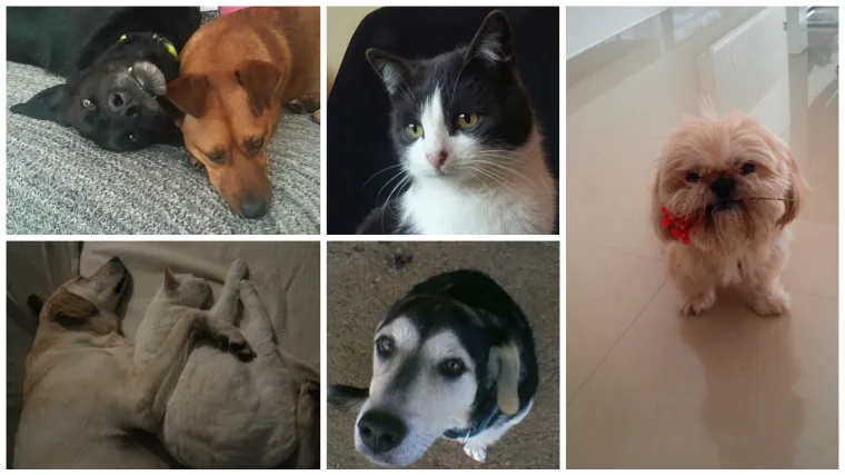 Crno-bijeli svijet s tek malo boje nikad nije bio slađi