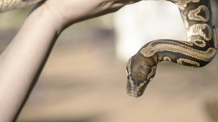 Naljutio se &scaron;to su ga izbacili iz restorana jer je gostima htio pokazati malu zmiju pa se vratio s udavom od četiri metra