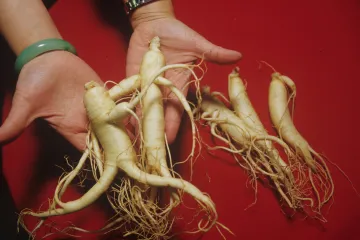 Muškarac zaražen HIV-om već 30 godina preživljava zahvaljujući jedino ginsengu