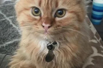 'Otkako smo ju uzeli iz azila, stalno nam se smješka'