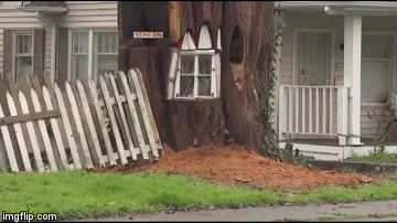 Drvo joj prijetilo kući, a ona je dobila jedinstvenu ideju
