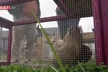 Amerikanac pokrenuo niznis iznajmljivanja kokoši zvan Rent-a-Chicken