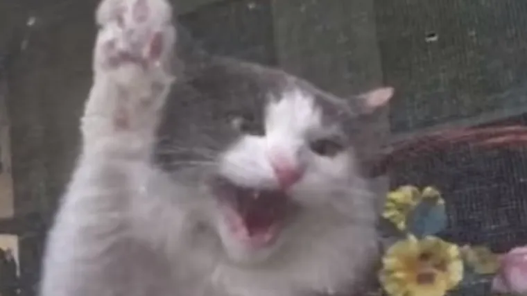 Tko kaže da samo psi ne vole poštare?