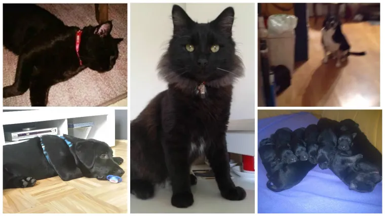 Kad smo mislili da smo sve vidjeli, poslali ste nam poliglote i najslađu skupinu ikad