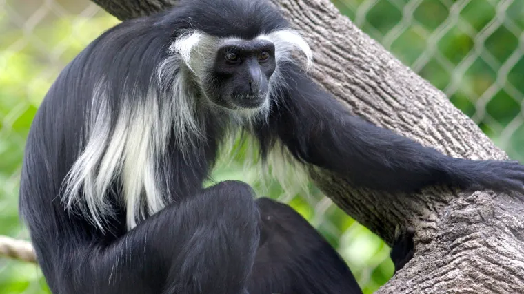 Mladi majmuni rastu brže kako ih ne bi ubili stariji mužjaci