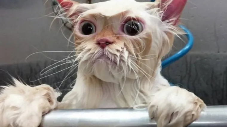 Razloga je vi&scaron;e, a volite li svoju mačku, uvažit ćete ih