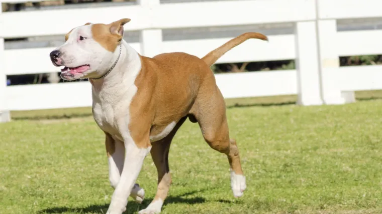 Banka Amerikancu blokirala uplatu čeka zbog 'terorističkog' imena njegovog psa