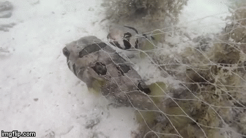 Snimili najvjerniju ribu na svijetu, i mi bi mogli naučiti ne&scaron;to od nje