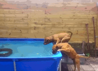 Kad se psi igraju gumi gumi