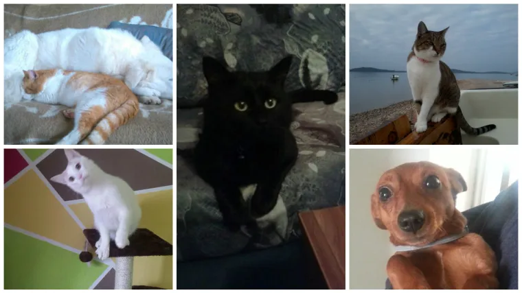 Dresirati zmaja je mačji ka&scaron;alj - pitajte samo ovog crnog ljepotana