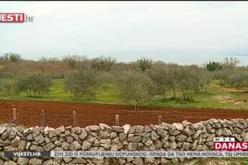 Krčko maslinovo ulje uskoro će ući među europsku elitu zaštićenih proizvoda