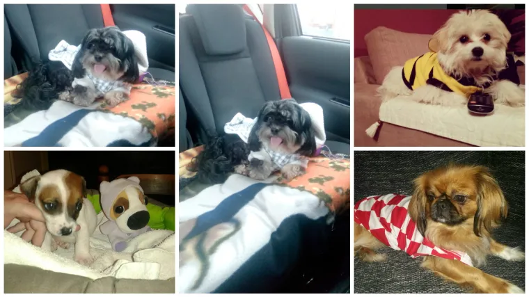 Sitni, ali dinamitni - a dodali bismo i neodoljivo slatki