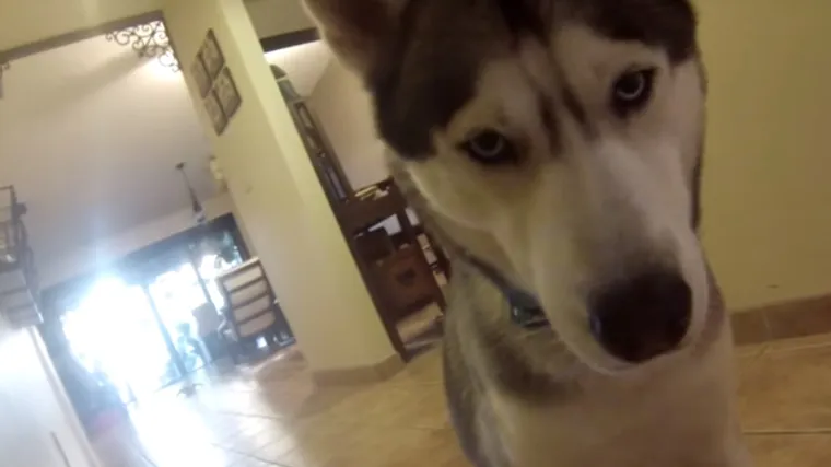 Nema što ovaj haski neće napraviti za svoju kost