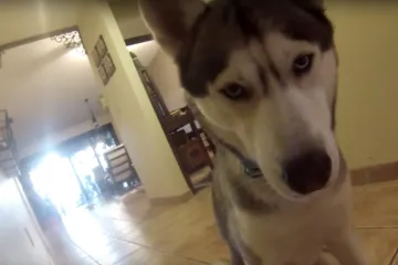 Nema što ovaj haski neće napraviti za svoju kost