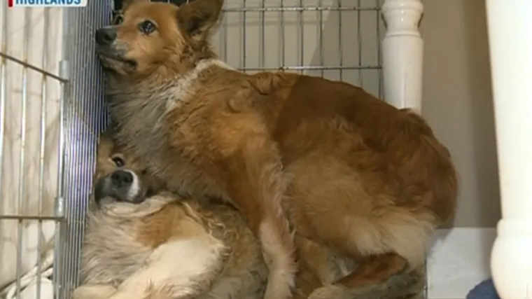 Dva prestravljena psa preživjela 61 dan u divljini