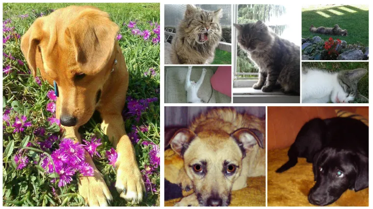 Koliko god da je vani oblačno, ove proljetne fotografije razvedrit će vam dan