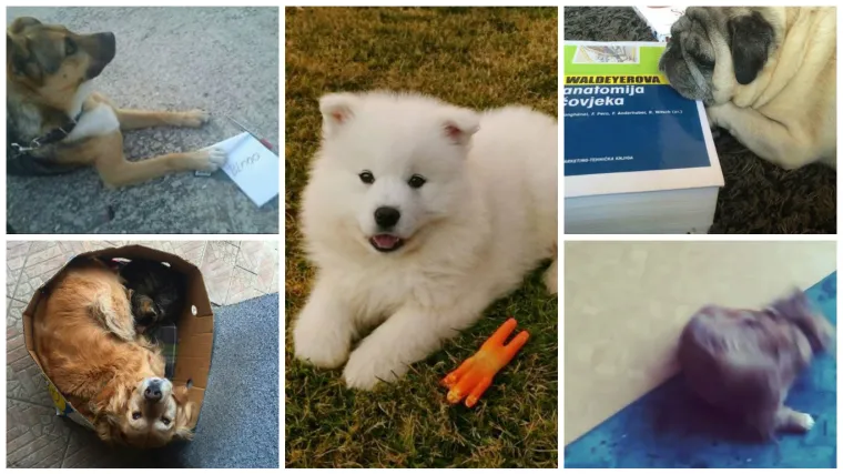 Studenti medicine, pjesnici i sporta&scaron;i nikad nisu bili tako umiljati