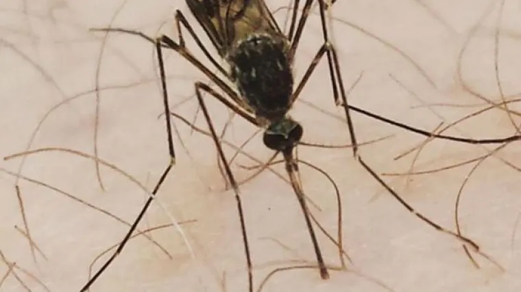 Evo koje će osobe komarci če&scaron;će gristi