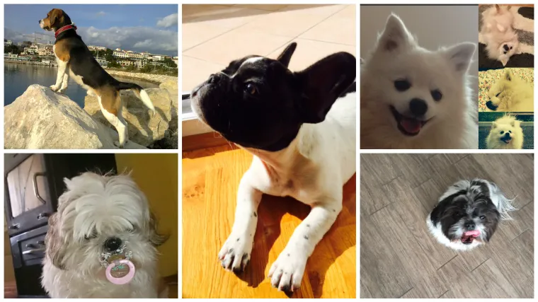 Možda su mali i čupavi, ali zato su pravi frajeri i frajerice