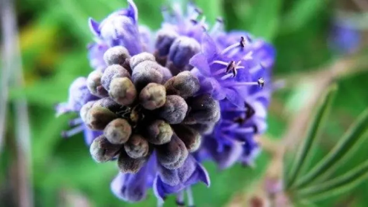 Ove biljke olak&scaron;avaju simptome menopauze i otklanjaju posljedice stresa