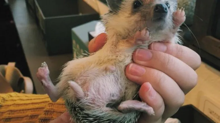 Ježevi 'drže' kafić u Tokiju: popijte kavu ili čaj u dru&scaron;tvu najslađeg bodljikavog klupka!