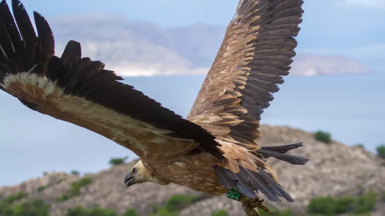 Na Krku otrovani za&scaron;tićeni bjeloglavi supovi? Državno odvjetni&scaron;tvo provodi istragu