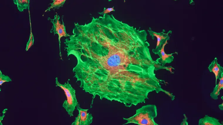 Pilula koja bi mogla ljudima produljiti život za 10 godina