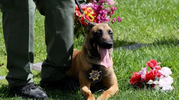 Pogledajte kako su službeni psi odali počast palom kolegi