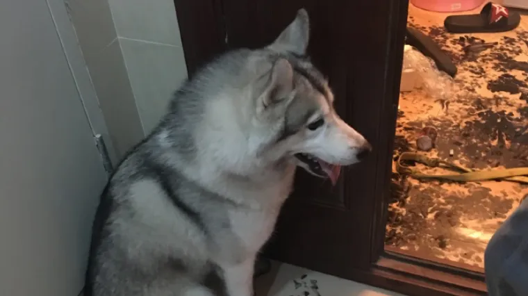 Ostavili psa samog doma, ono &scaron;to su zatekli po povratku odsjeklo im je noge