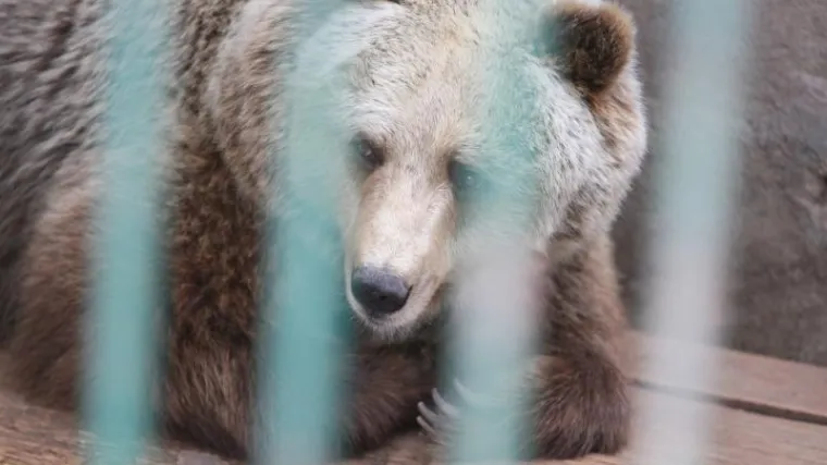 Dizajner iz Gorskog kotara gradi biznis na medvjeđem izmetu!