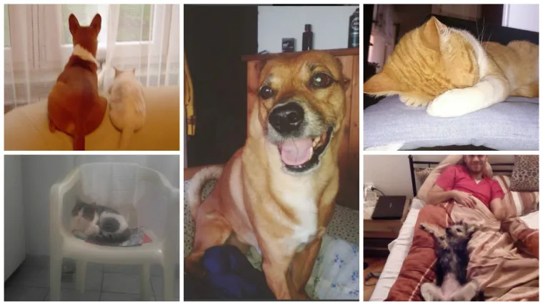 Izgleda da i ovi ljepotani pate od proljetnog umora