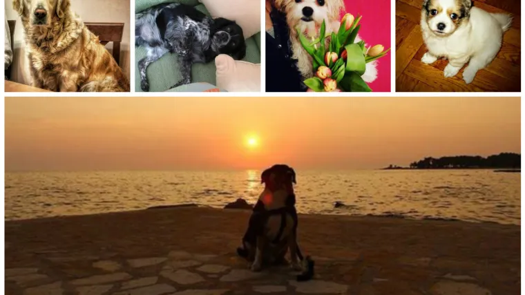 Tulipani, zlatno sunce mora, ga&scaron;eno zlato sjedi.  Čista poezija!