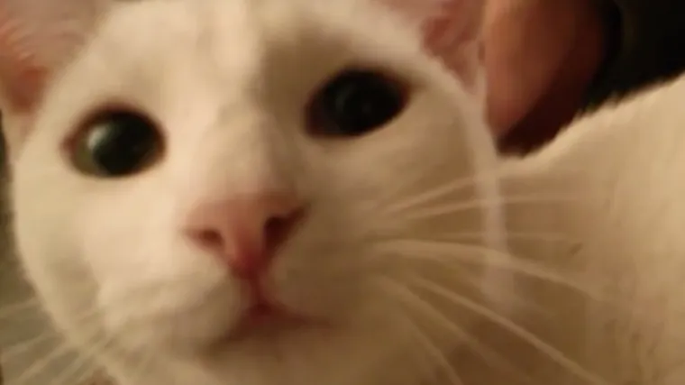 Va&scaron;a vas mačka savr&scaron;eno razumije, samo se pravi blesava