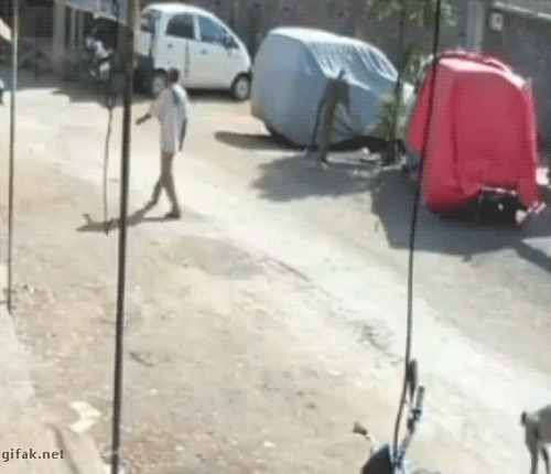 Nikad ne okreći leđa majmunima. NIKAD