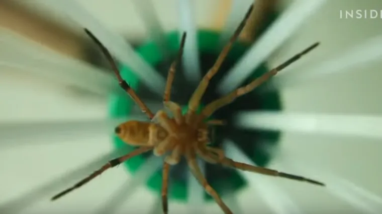 Bojite se pauka, ali i ih ne želite ubiti? Ova genijalna naprava će vas spasiti!