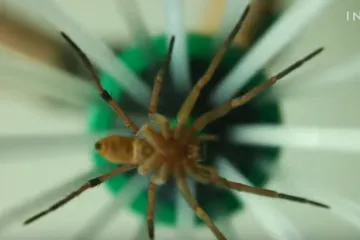 Bojite se pauka, ali i ih ne želite ubiti? Ova genijalna naprava će vas spasiti!