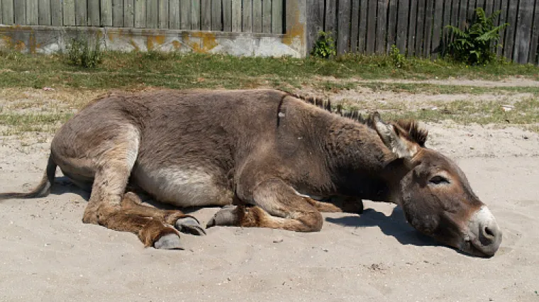 Mu&scaron;karac težak 150 kg uzjahao bebu magarca i ubio je: oslobodili ga za smrt životinje