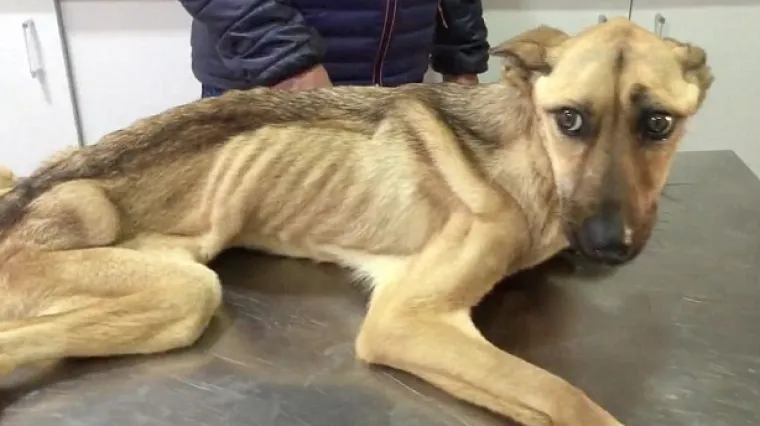 Nevjerojatan oporavak psića koji je bio tako mr&scaron;av da su ga nazvali po &scaron;pageti