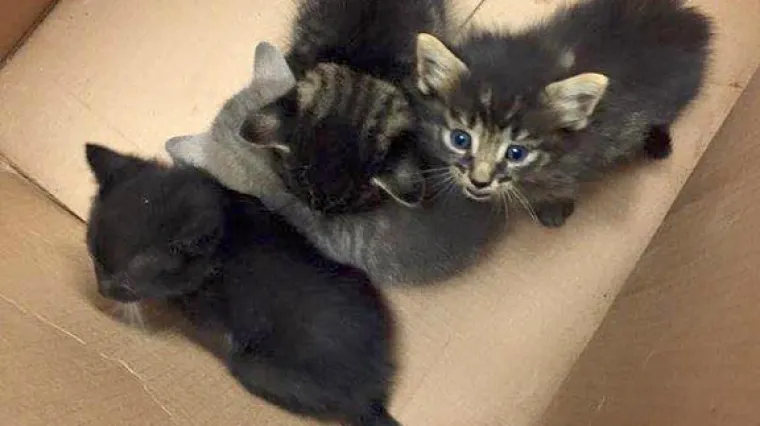 a ono &scaron;to su na&scaron;li istovremeno ih je raznježilo i razbjesnilo