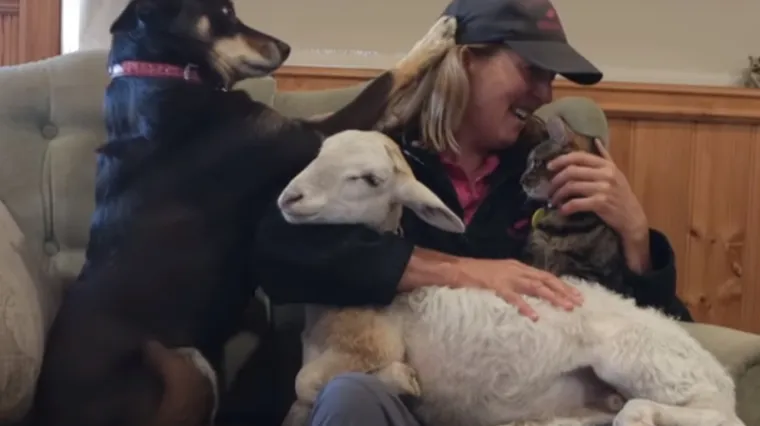 Ljubomorni pas ne želi dru&scaron;tvo na svom kauču