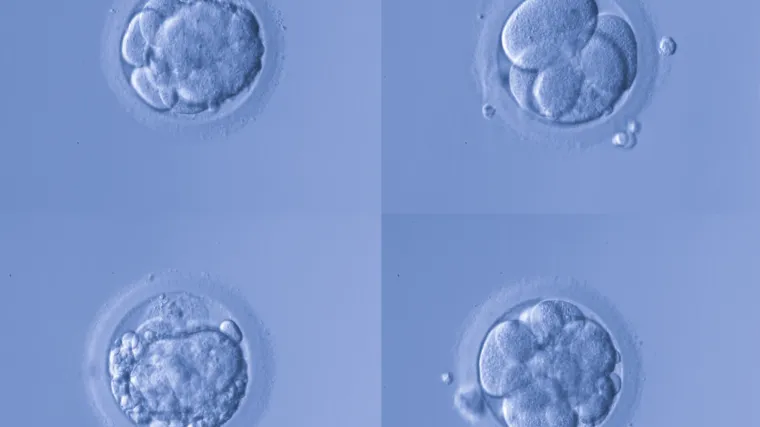 Znanstvenici stvorili miševe 'aliene' kako bi dokazali da ljudi mogu zatrudnjeti u svemiru