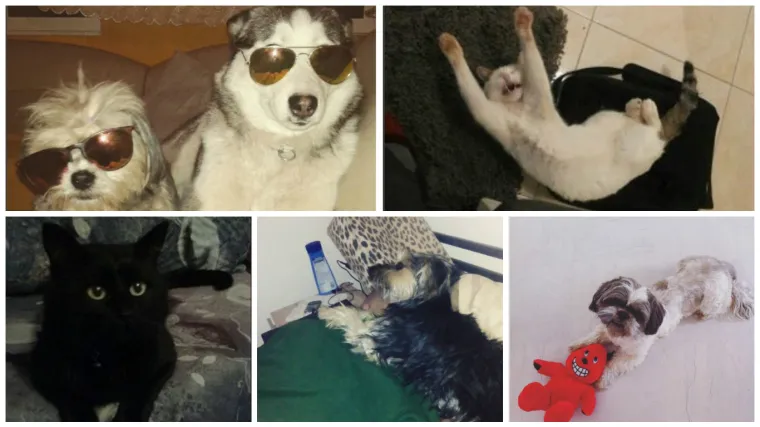 Trump se može sakriti, ovaj tupe je 500 puta ljep&scaron;i