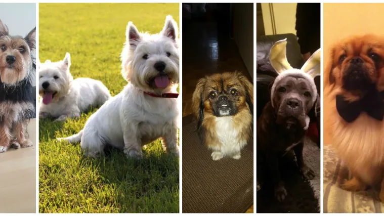 Ekskluzivno otkrivamo - Leo Messi u Samoboru!