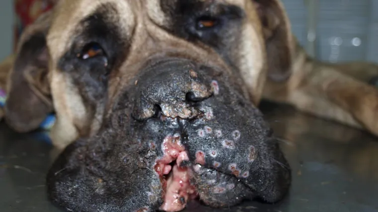 Veterinari ostali zgroženi &scaron;to su divljaci učinili jadnom psu