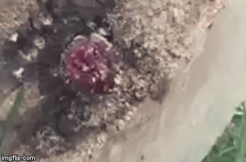 U trupcu je prona&scaron;ao neočekivanog gosta