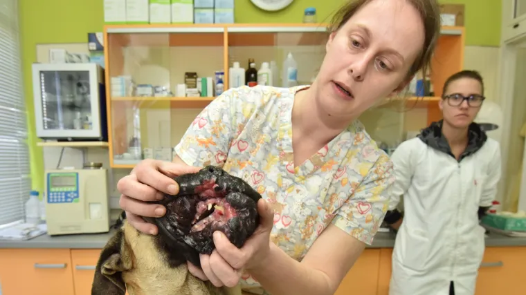 Monstrum sačmaricom raznio njušku bull mastifici Xiji: 'Nemoguće da se ovako nešto dogodi slučajno'