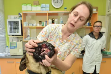 Monstrum sačmaricom raznio njušku bull mastifici Xiji: 'Nemoguće da se ovako nešto dogodi slučajno'